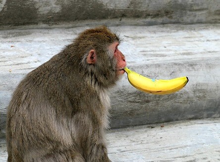 Monkey mit Banane
