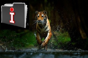 Tiger fängt Informationen